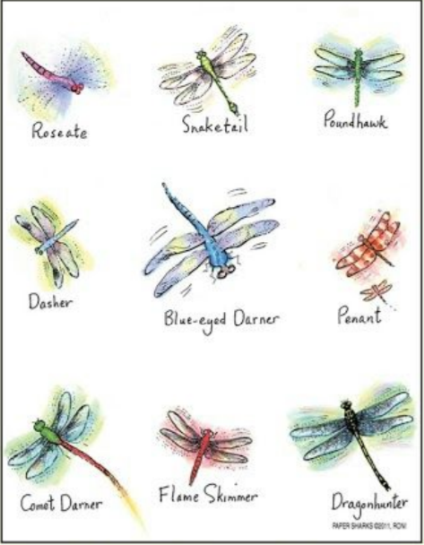 Dragonflies